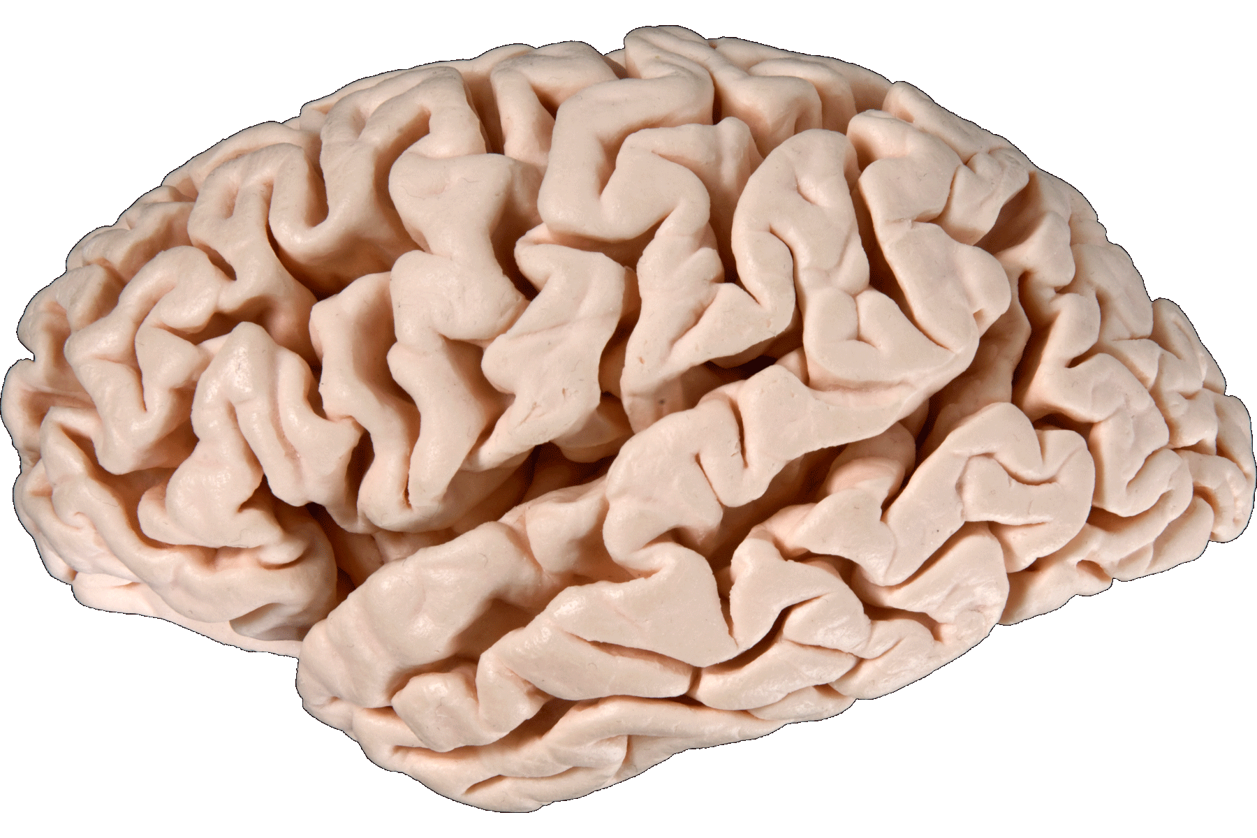Left hemisphere
